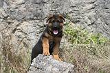 BERGER ALLEMAND 124